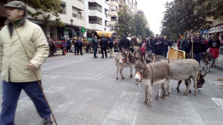 La calle Sagunto acoge un año más el tradicional acto que reúne a decenas especies de animales