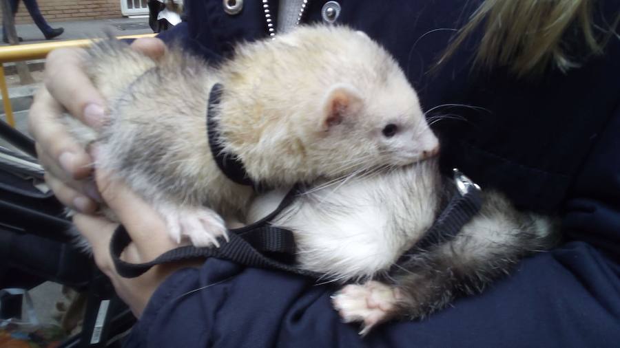 La calle Sagunto acoge un año más el tradicional acto que reúne a decenas especies de animales