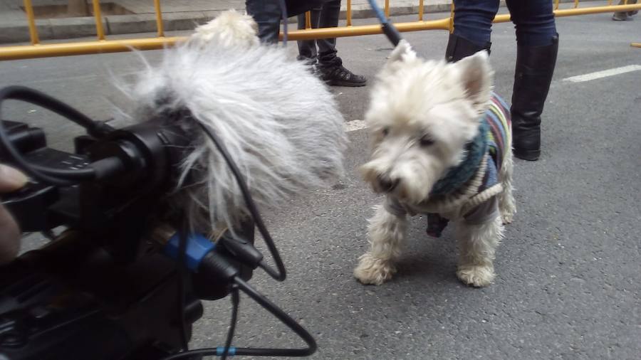 La calle Sagunto acoge un año más el tradicional acto que reúne a decenas especies de animales