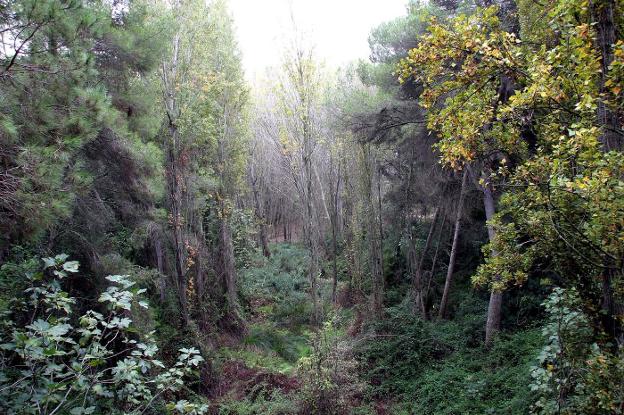 Un paraje del bosque de la Vallesa. 