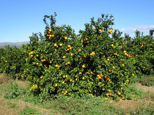 Campo de naranjas Nável pendiente de recolectar en el Camp de Turia. 