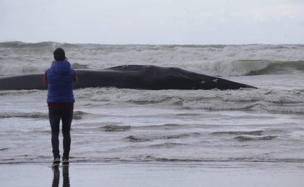 La ballena muerta yace en la playa de Sopelana.