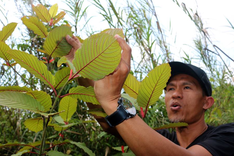 Desde hace mucho tiempo, en el sudeste asiático, las hojas de kratom se consumen en infusión o trituradas como sustituto de los opiáceos, como remedio contra la ansiedad o como droga recreativa. Estados Unidos es el principal mercado de kratom, que también se consume en Canadá y en Europa, donde cada vez hay más incautaciones.