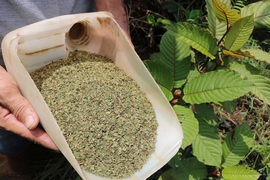 Desde hace mucho tiempo, en el sudeste asiático, las hojas de kratom se consumen en infusión o trituradas como sustituto de los opiáceos, como remedio contra la ansiedad o como droga recreativa. Estados Unidos es el principal mercado de kratom, que también se consume en Canadá y en Europa, donde cada vez hay más incautaciones.