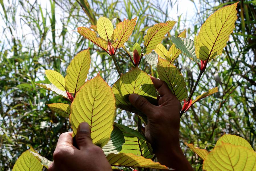 Desde hace mucho tiempo, en el sudeste asiático, las hojas de kratom se consumen en infusión o trituradas como sustituto de los opiáceos, como remedio contra la ansiedad o como droga recreativa. Estados Unidos es el principal mercado de kratom, que también se consume en Canadá y en Europa, donde cada vez hay más incautaciones.