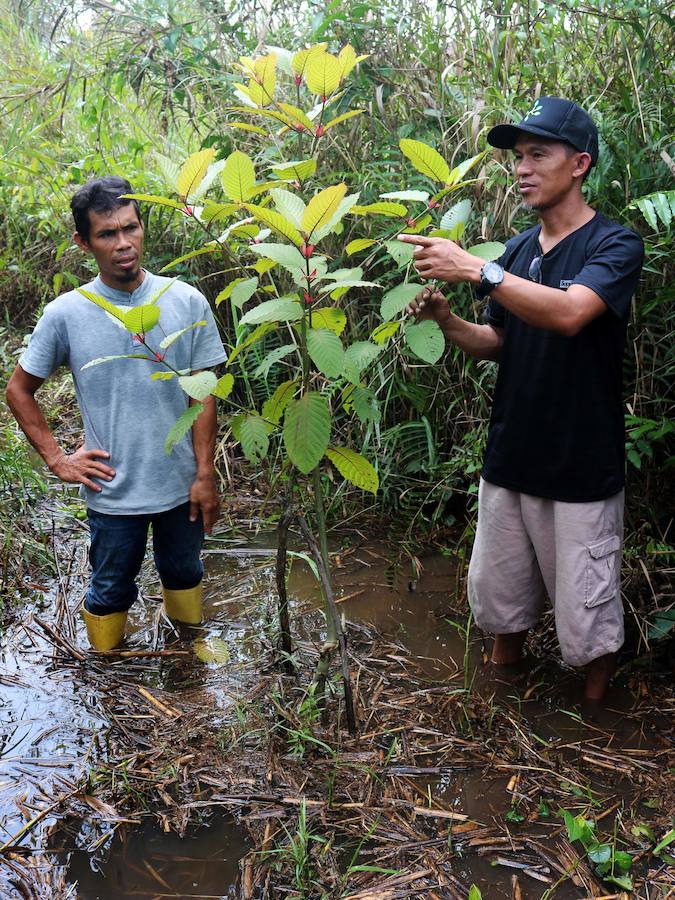Desde hace mucho tiempo, en el sudeste asiático, las hojas de kratom se consumen en infusión o trituradas como sustituto de los opiáceos, como remedio contra la ansiedad o como droga recreativa. Estados Unidos es el principal mercado de kratom, que también se consume en Canadá y en Europa, donde cada vez hay más incautaciones.
