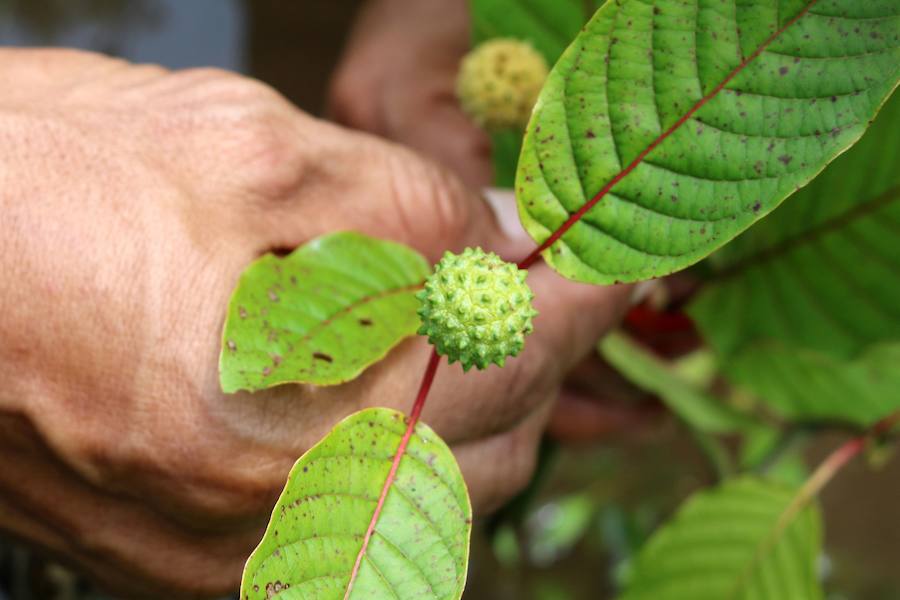 Desde hace mucho tiempo, en el sudeste asiático, las hojas de kratom se consumen en infusión o trituradas como sustituto de los opiáceos, como remedio contra la ansiedad o como droga recreativa. Estados Unidos es el principal mercado de kratom, que también se consume en Canadá y en Europa, donde cada vez hay más incautaciones.