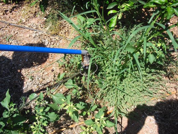 Cuelan la venta de glifosato 'ecológico' en ayuntamientos