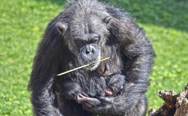 Bebés mellizos que se pueden ver en el Bioparc de Valencia, que sigue este domingo celebrando sus once años. 