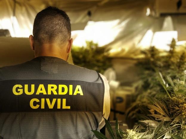 Un guardia civil en una plantación de marihuana. 