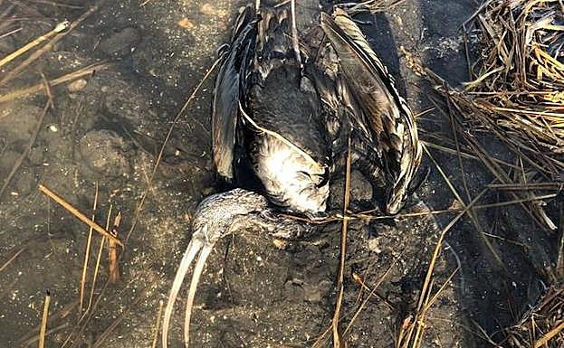 Aparecen muertas seis aves protegidas abatidas a tiros en la Marjal Pego-Oliva