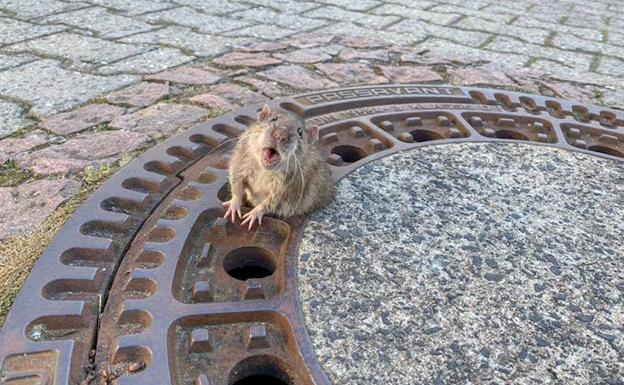Operación: salvar a una rata gorda