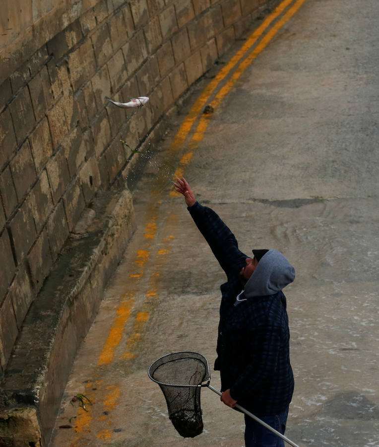 Un temporal de viento huracanado ha azotado Malta durante los últimos días. Las fuertes rachas de viento, que han llegado a los 100 km/hora, han destrozado estructuras, derribado árboles e incluso han provocado una inusual 'lluvia' de peces. Y es que, el viento desplazó multitud de ellos desde una piscifactoría que se encuentra en mitad del mar, concretamente en la bahía de San Pablo.