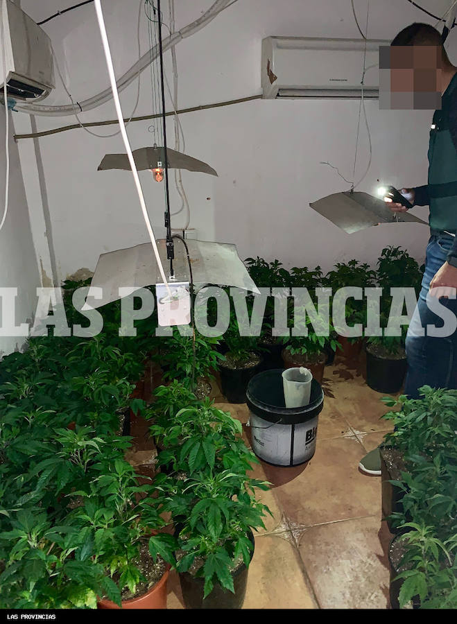 Fotos: Golpe al cultivo de marihuana en Carlet