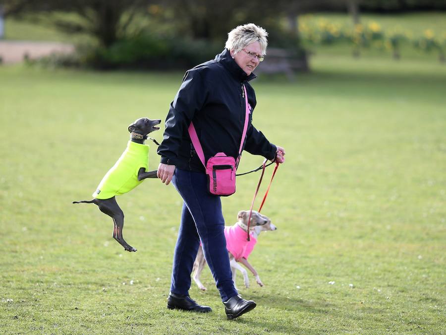 Crufts, la exposición canina más grande del mundo, se inauguró el jueves en Birmingham, Inglaterra, con más de 200 razas con la esperanza de obtener el principal premio 'Best in Show'. Esta será la 128 edición del evento que atrajo a nada menos que 21.000 perros el año pasado, toda una locura. Los participantes compiten en una amplia gama de actividades que incluyen agilidad y flyball.