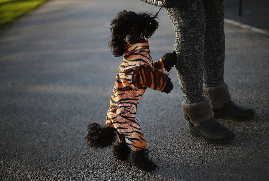 Crufts, la exposición canina más grande del mundo, se inauguró el jueves en Birmingham, Inglaterra, con más de 200 razas con la esperanza de obtener el principal premio 'Best in Show'. Esta será la 128 edición del evento que atrajo a nada menos que 21.000 perros el año pasado, toda una locura. Los participantes compiten en una amplia gama de actividades que incluyen agilidad y flyball.