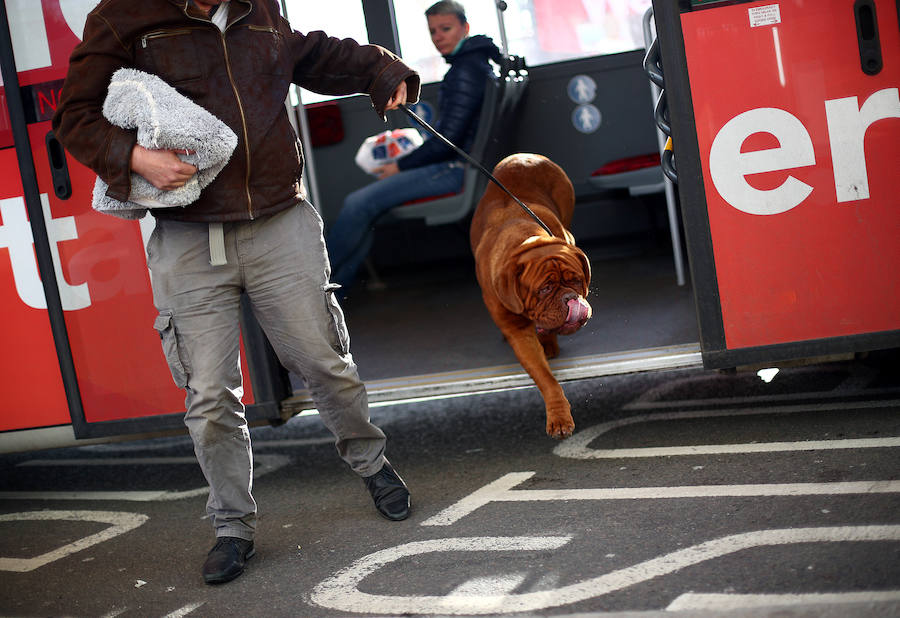 Crufts, la exposición canina más grande del mundo, se inauguró el jueves en Birmingham, Inglaterra, con más de 200 razas con la esperanza de obtener el principal premio 'Best in Show'. Esta será la 128 edición del evento que atrajo a nada menos que 21.000 perros el año pasado, toda una locura. Los participantes compiten en una amplia gama de actividades que incluyen agilidad y flyball.