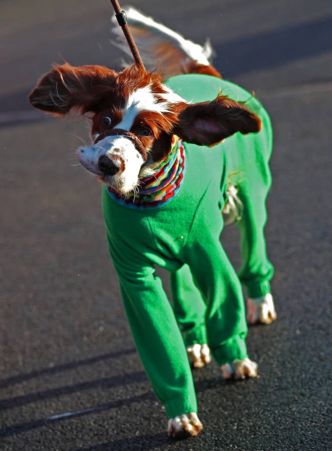 Crufts, la exposición canina más grande del mundo, se inauguró el jueves en Birmingham, Inglaterra, con más de 200 razas con la esperanza de obtener el principal premio 'Best in Show'. Esta será la 128 edición del evento que atrajo a nada menos que 21.000 perros el año pasado, toda una locura. Los participantes compiten en una amplia gama de actividades que incluyen agilidad y flyball.