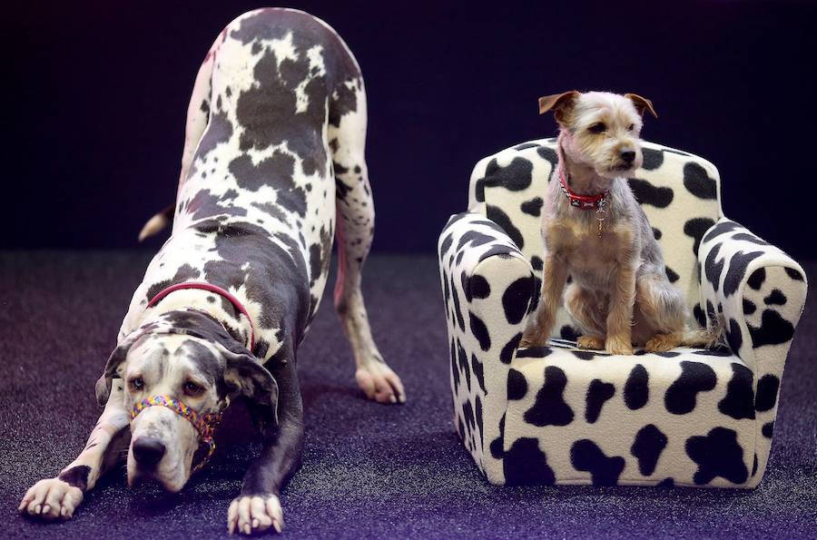 Crufts, la exposición canina más grande del mundo, se inauguró el jueves en Birmingham, Inglaterra, con más de 200 razas con la esperanza de obtener el principal premio 'Best in Show'. Esta será la 128 edición del evento que atrajo a nada menos que 21.000 perros el año pasado, toda una locura. Los participantes compiten en una amplia gama de actividades que incluyen agilidad y flyball.