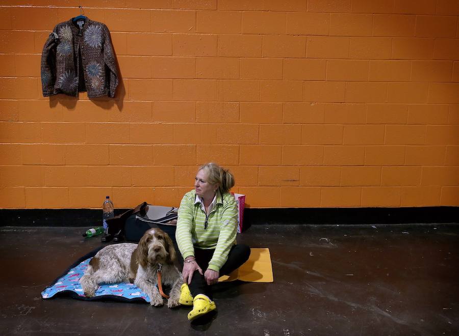 Crufts, la exposición canina más grande del mundo, se inauguró el jueves en Birmingham, Inglaterra, con más de 200 razas con la esperanza de obtener el principal premio 'Best in Show'. Esta será la 128 edición del evento que atrajo a nada menos que 21.000 perros el año pasado, toda una locura. Los participantes compiten en una amplia gama de actividades que incluyen agilidad y flyball.