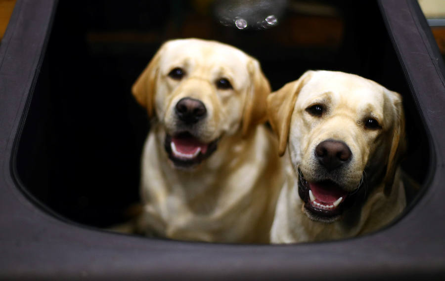 Crufts, la exposición canina más grande del mundo, se inauguró el jueves en Birmingham, Inglaterra, con más de 200 razas con la esperanza de obtener el principal premio 'Best in Show'. Esta será la 128 edición del evento que atrajo a nada menos que 21.000 perros el año pasado, toda una locura. Los participantes compiten en una amplia gama de actividades que incluyen agilidad y flyball.