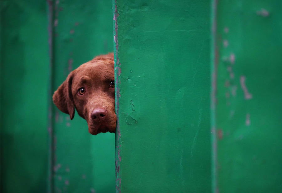 Crufts, la exposición canina más grande del mundo, se inauguró el jueves en Birmingham, Inglaterra, con más de 200 razas con la esperanza de obtener el principal premio 'Best in Show'. Esta será la 128 edición del evento que atrajo a nada menos que 21.000 perros el año pasado, toda una locura. Los participantes compiten en una amplia gama de actividades que incluyen agilidad y flyball.