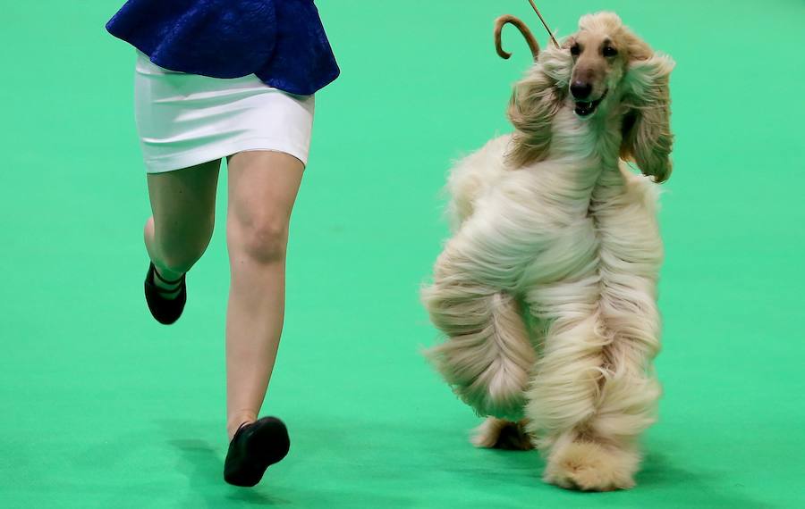 Crufts, la exposición canina más grande del mundo, se inauguró el jueves en Birmingham, Inglaterra, con más de 200 razas con la esperanza de obtener el principal premio 'Best in Show'. Esta será la 128 edición del evento que atrajo a nada menos que 21.000 perros el año pasado, toda una locura. Los participantes compiten en una amplia gama de actividades que incluyen agilidad y flyball.