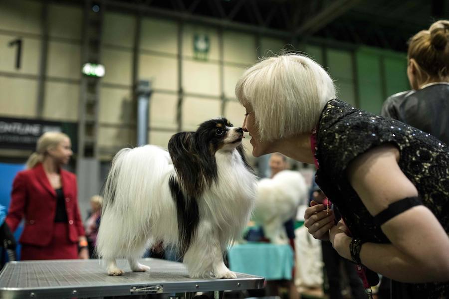 Crufts, la exposición canina más grande del mundo, se inauguró el jueves en Birmingham, Inglaterra, con más de 200 razas con la esperanza de obtener el principal premio 'Best in Show'. Esta será la 128 edición del evento que atrajo a nada menos que 21.000 perros el año pasado, toda una locura. Los participantes compiten en una amplia gama de actividades que incluyen agilidad y flyball.