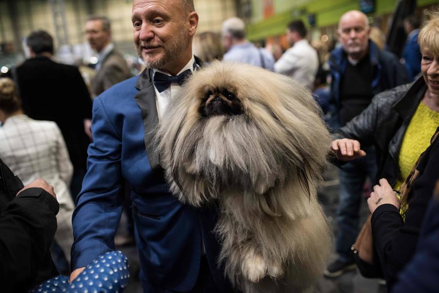 Crufts, la exposición canina más grande del mundo, se inauguró el jueves en Birmingham, Inglaterra, con más de 200 razas con la esperanza de obtener el principal premio 'Best in Show'. Esta será la 128 edición del evento que atrajo a nada menos que 21.000 perros el año pasado, toda una locura. Los participantes compiten en una amplia gama de actividades que incluyen agilidad y flyball.