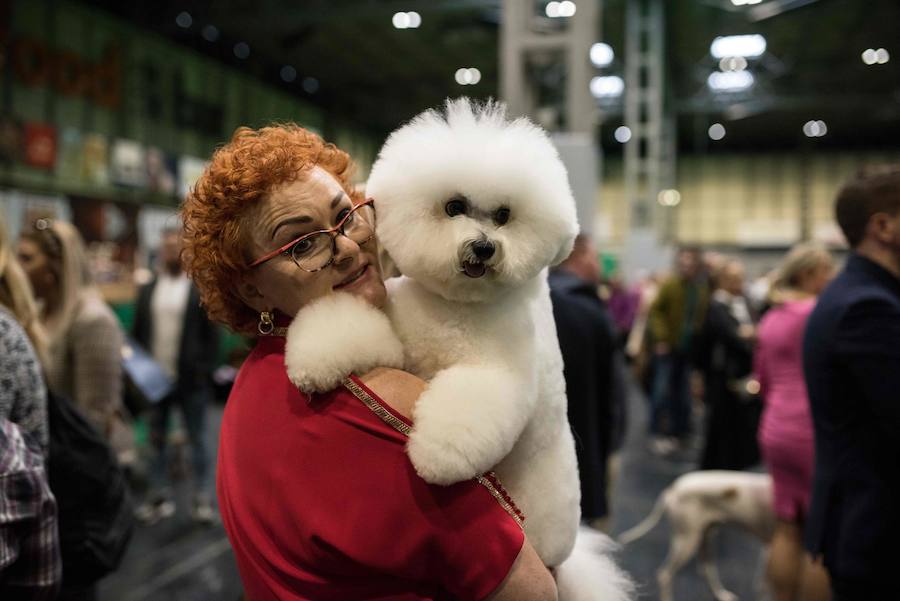 Crufts, la exposición canina más grande del mundo, se inauguró el jueves en Birmingham, Inglaterra, con más de 200 razas con la esperanza de obtener el principal premio 'Best in Show'. Esta será la 128 edición del evento que atrajo a nada menos que 21.000 perros el año pasado, toda una locura. Los participantes compiten en una amplia gama de actividades que incluyen agilidad y flyball.