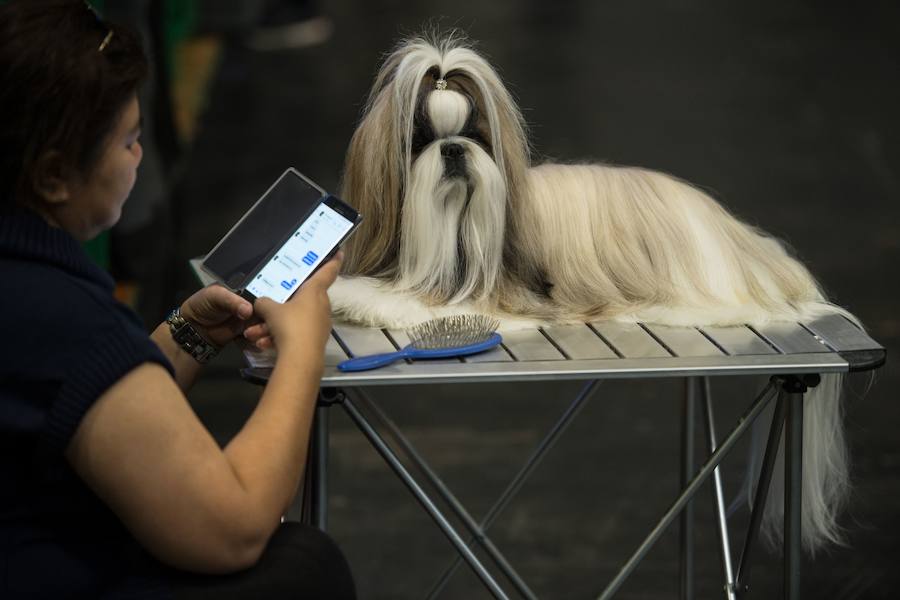 Crufts, la exposición canina más grande del mundo, se inauguró el jueves en Birmingham, Inglaterra, con más de 200 razas con la esperanza de obtener el principal premio 'Best in Show'. Esta será la 128 edición del evento que atrajo a nada menos que 21.000 perros el año pasado, toda una locura. Los participantes compiten en una amplia gama de actividades que incluyen agilidad y flyball.