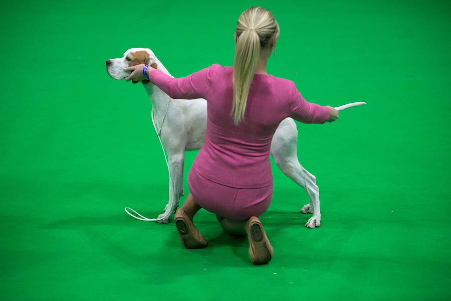 Crufts, la exposición canina más grande del mundo, se inauguró el jueves en Birmingham, Inglaterra, con más de 200 razas con la esperanza de obtener el principal premio 'Best in Show'. Esta será la 128 edición del evento que atrajo a nada menos que 21.000 perros el año pasado, toda una locura. Los participantes compiten en una amplia gama de actividades que incluyen agilidad y flyball.