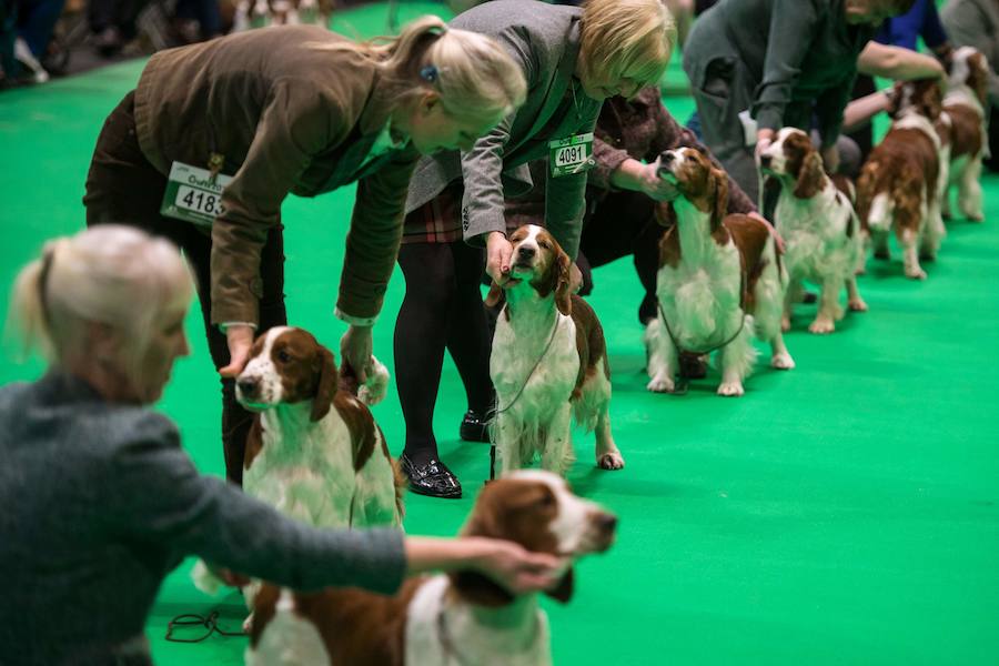 Crufts, la exposición canina más grande del mundo, se inauguró el jueves en Birmingham, Inglaterra, con más de 200 razas con la esperanza de obtener el principal premio 'Best in Show'. Esta será la 128 edición del evento que atrajo a nada menos que 21.000 perros el año pasado, toda una locura. Los participantes compiten en una amplia gama de actividades que incluyen agilidad y flyball.