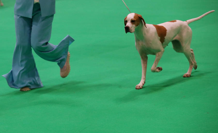 Crufts, la exposición canina más grande del mundo, se inauguró el jueves en Birmingham, Inglaterra, con más de 200 razas con la esperanza de obtener el principal premio 'Best in Show'. Esta será la 128 edición del evento que atrajo a nada menos que 21.000 perros el año pasado, toda una locura. Los participantes compiten en una amplia gama de actividades que incluyen agilidad y flyball.