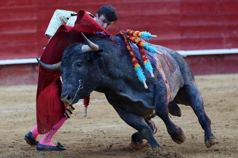 El segundo toro de la tarde de la  primera corrida de la Feria de Fallas de Valencia , llamado el Enterado, abrió el frasco de las emociones fuertes y en un plis plas atrapó de mala manera a Octavio Chacón y le hirió en la bolsa testicular, zona de tan mala prensa en la actualidad como imprescindible para bregar con los toros y hasta con la vida. Aguantó en el ruedo estoico y entero hasta rematar de un estoconazo digno del cincel de Benlliure. Logró un oreja y ovación con saludos en la primera corrida de la Feria de Fallas en Valencia.