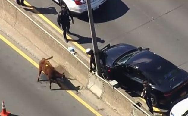 La vaca, en mitad de la autopista.