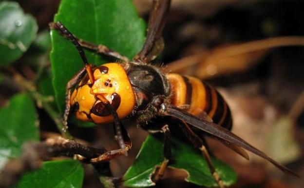 Alertan sobre la avispa mandarina, más peligrosa que la velutina