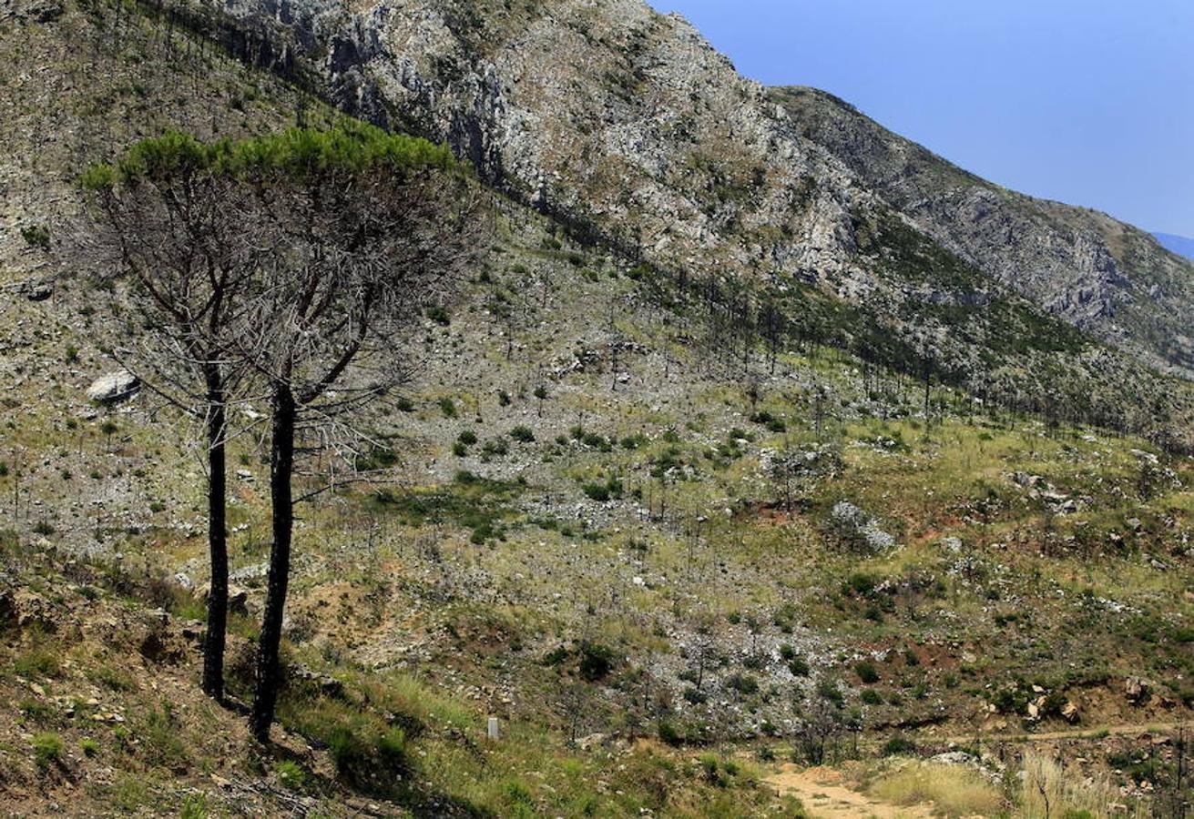 Fotos: Así quedó la localidad de Cortes tras el incendio