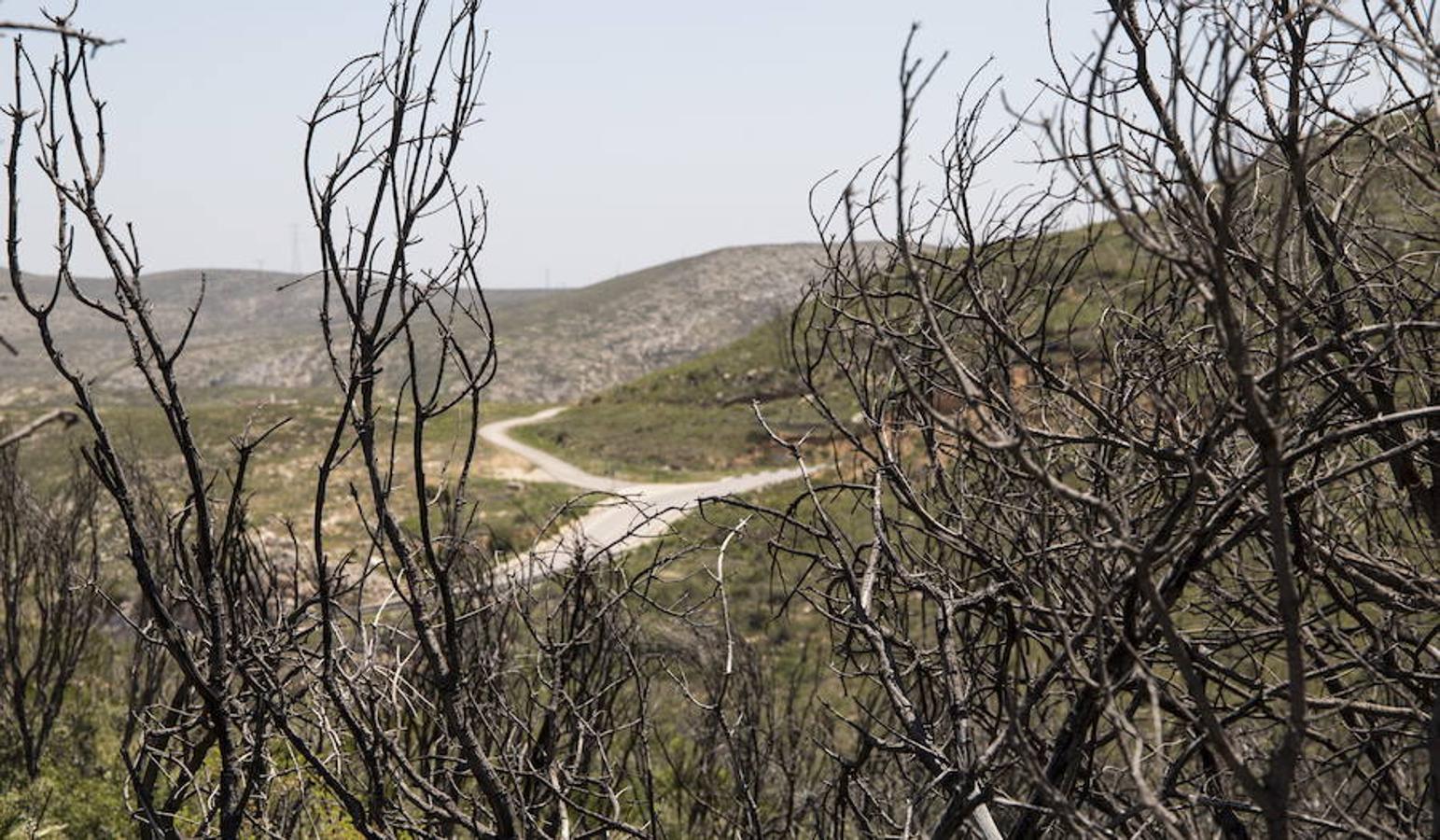 Fotos: Así quedó la localidad de Cortes tras el incendio