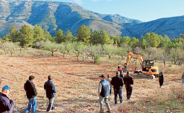 Agricultores, ante el arranque de almendros por Xylella, descontentos de que el Consell los elimine indiscriminadamente. 