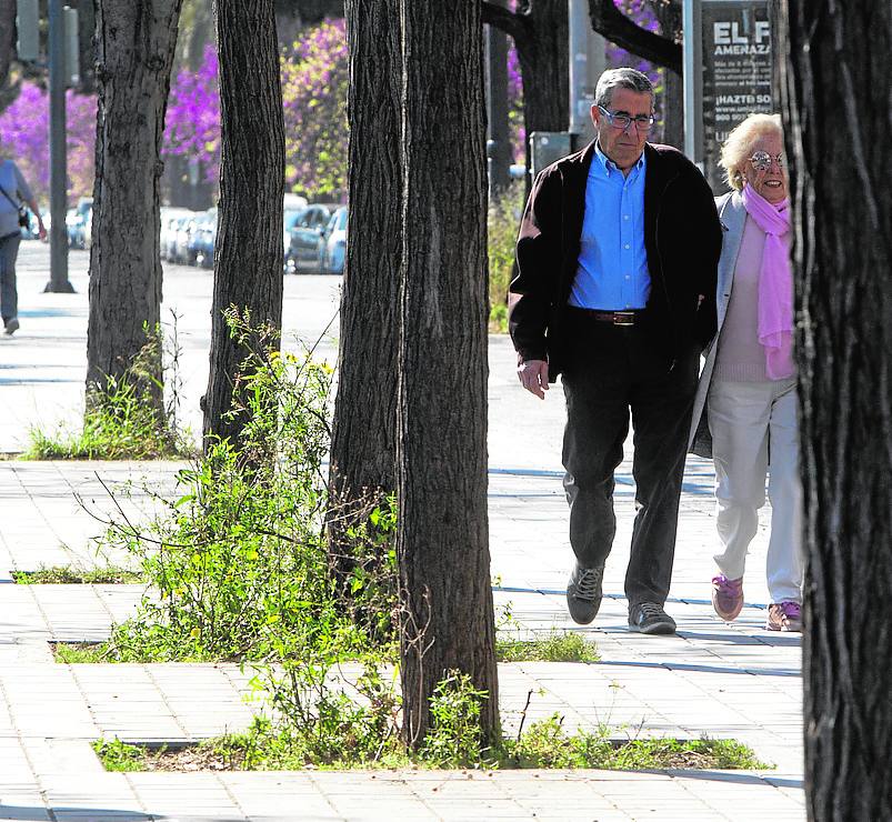 Alcorques abandonados | Alcorques de toda la ciudad presentan un aspecto muy mejorable, con muchas malas hierbas y arbustos que en algunas zonas de la ciudad, como Orriols y Torrefiel, han provocado plagas de pulgas que han denunciado los vecinos en múltiples ocasiones. El Consistorio ha puesto en marcha un programa para repoblar y ampliar los alcorques vacíos de toda Valencia que incluye la retirada de algunos árboles.