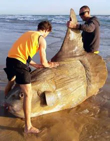 Imagen secundaria 2 - El pez luna, 'mola mola' o sunfish hallado en Australia.