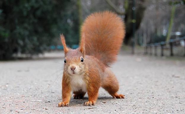 Un ejemplar de ardilla roja.