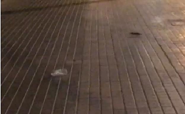 Ratas junto a la Ciudad de la Justicia de Valencia