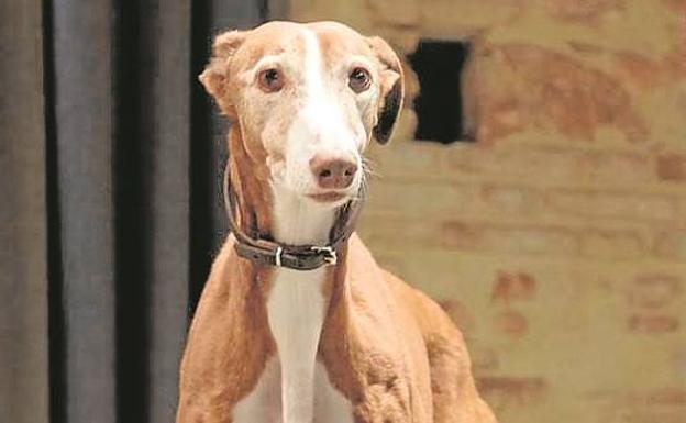 Imagen principal - Fernando Abellanas y sus dos galgos. 