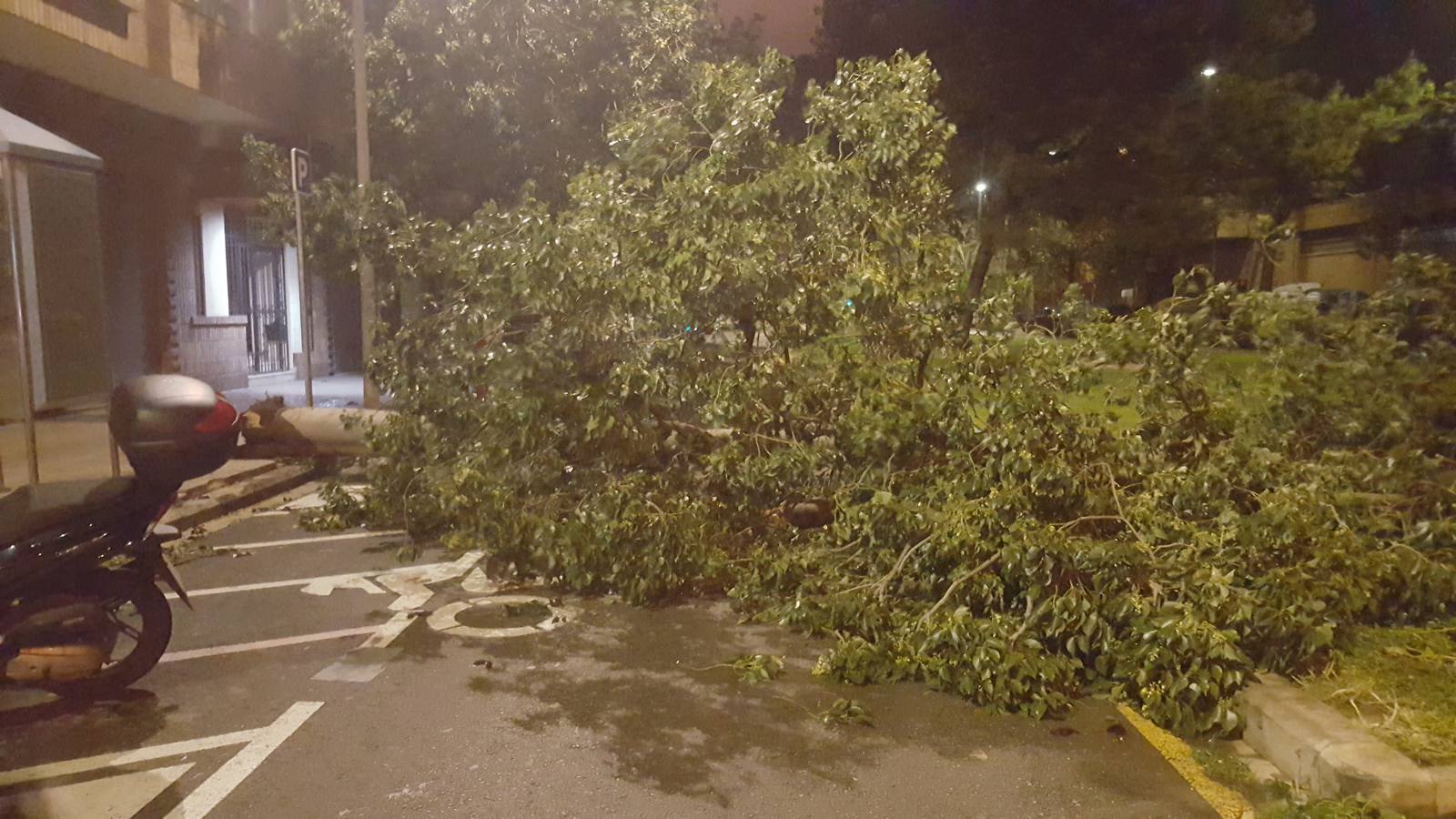 Árbol caído en la calle Rafael Ferreres.