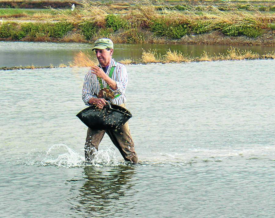 La siembra. En mayo se suelta el agua para cubrir los campos antes de proceder a sembrarlos. Este proceso puede hacerse con tractores o a mano, lanzando las semillas a voleo.