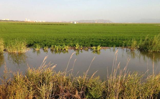 La Albufera de Valencia | Capital de una red de lagos y humedades