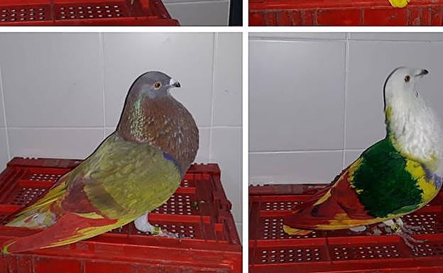 Palomos de competición encontrados por la Guardia Civil. 
