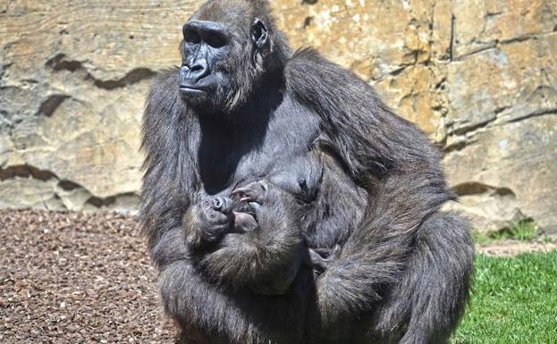 Imagen principal - El último bebé en llegar a la familia gorila del Bioparc ya tiene nombre